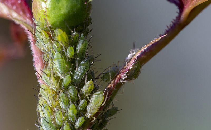 Check for Pests