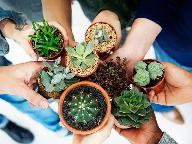 Plant Swaps