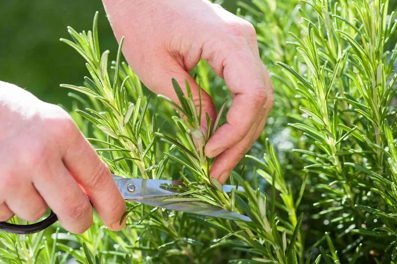 Maintain Regular Pruning