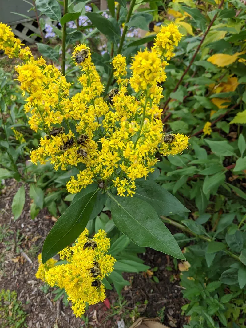 Goldenrod