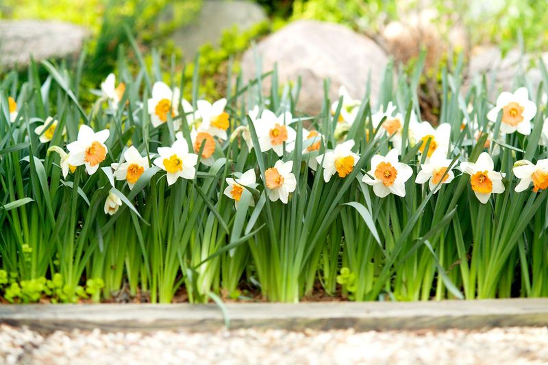 Planting Daffodils