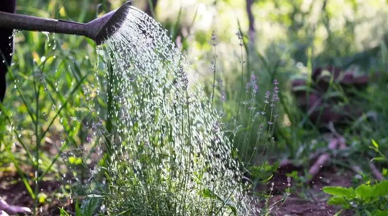Improper Watering Technique