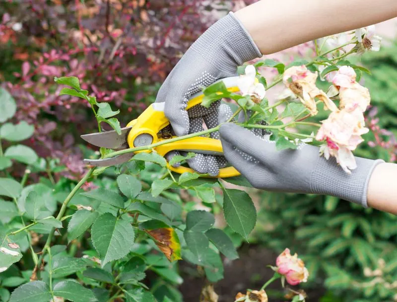 Failing to Prune Early
