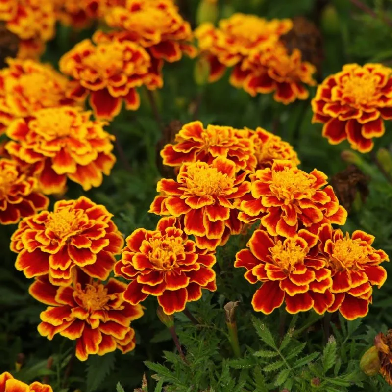 Planting Marigolds to Repel All Pests