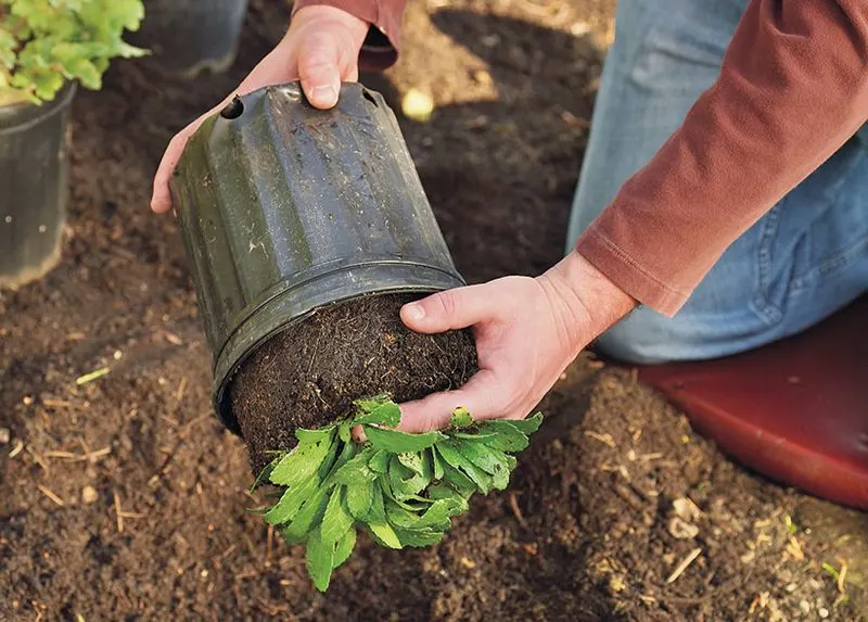 Planting Perennials