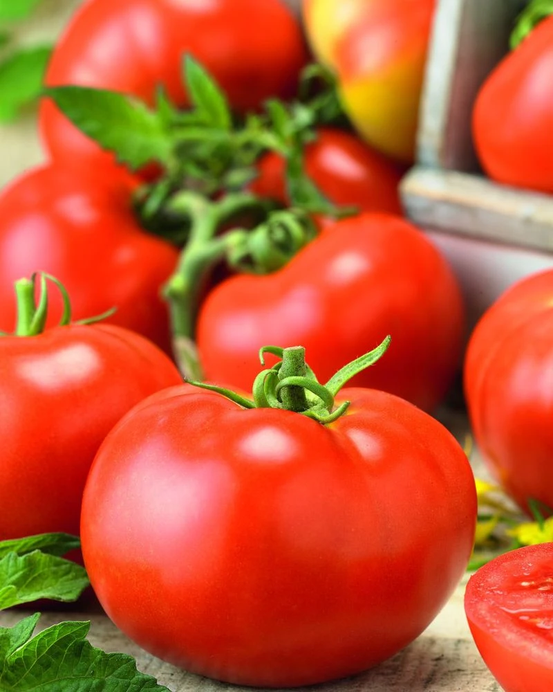 Planting Warm-Season Vegetables