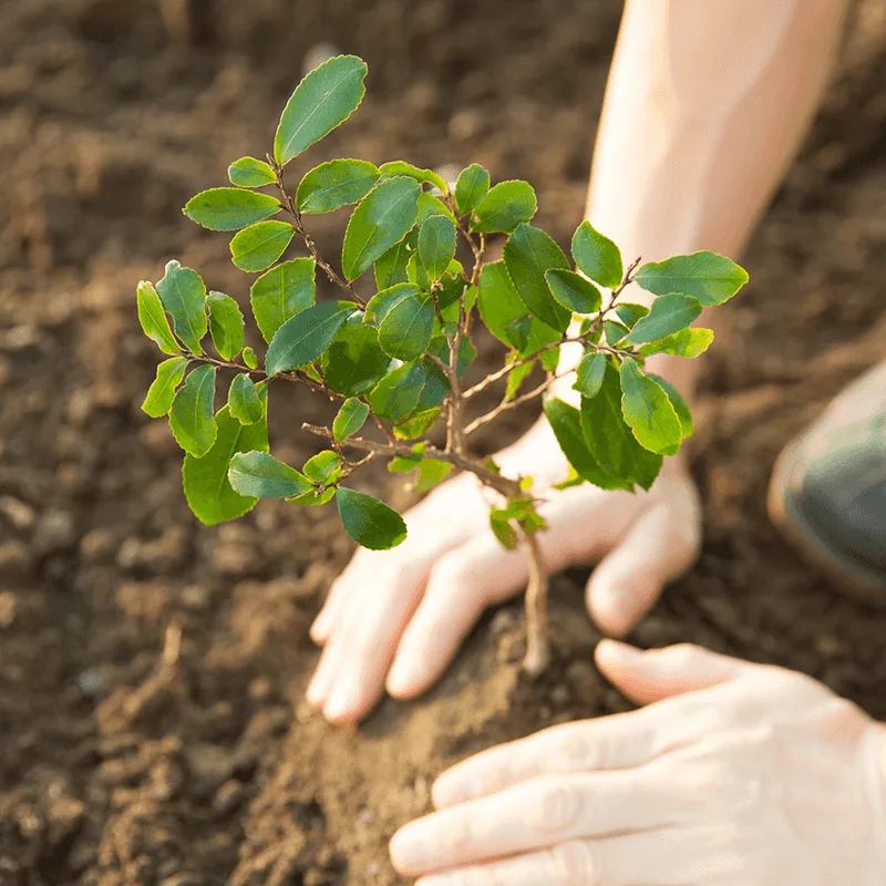 Planting Without Planning