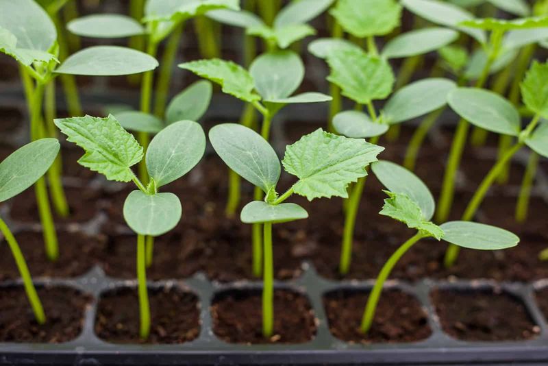 Planting at the Wrong Time