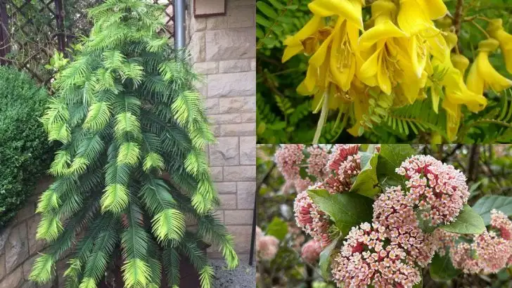 Plants That Have Gone Extinct in the Wild But Still Live in Gardens