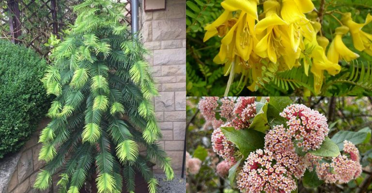Plants That Have Gone Extinct in the Wild But Still Live in Gardens