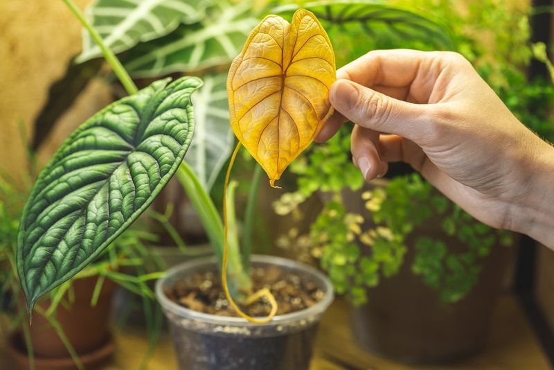 Plants with Yellow Leaves