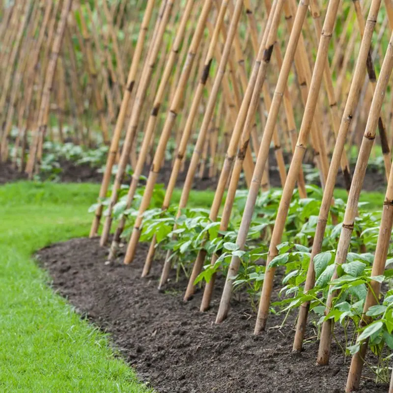 Bamboo Canes Snapping