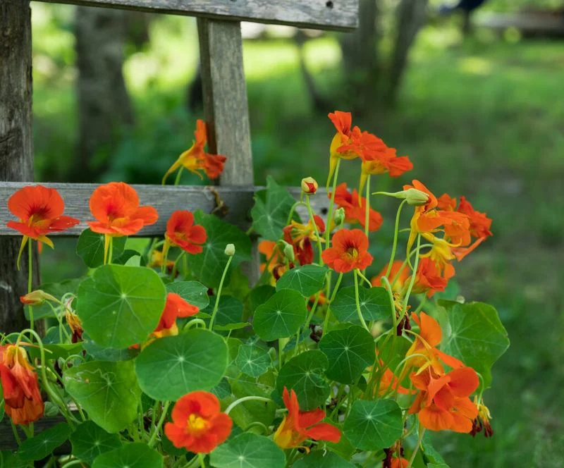 Playful Nasturtium Trails