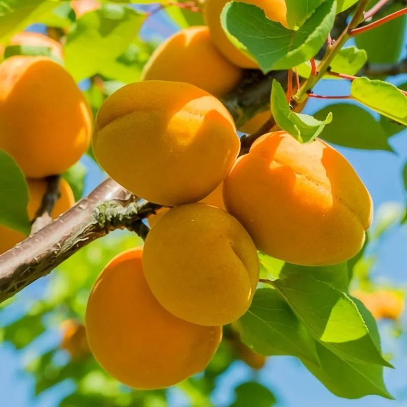 Apricot Tree