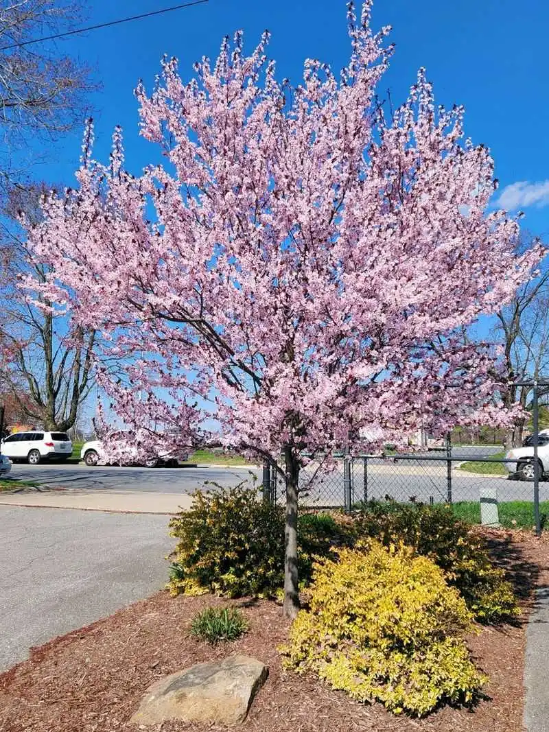Plum Tree