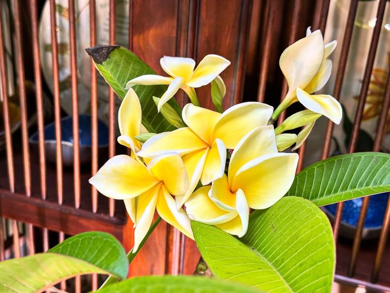 Plumeria