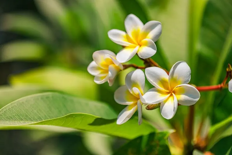 Plumeria