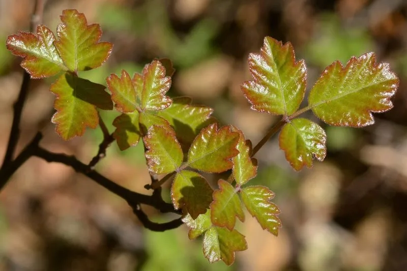 Poison Oak