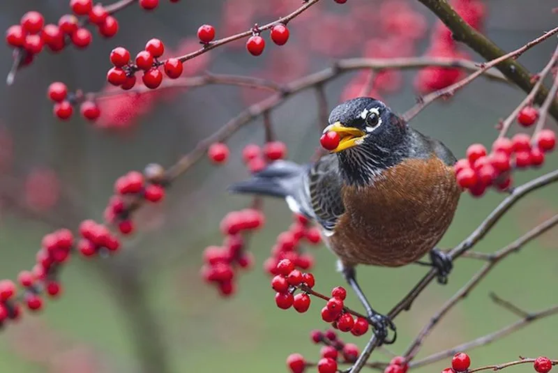 Seed Dispersal