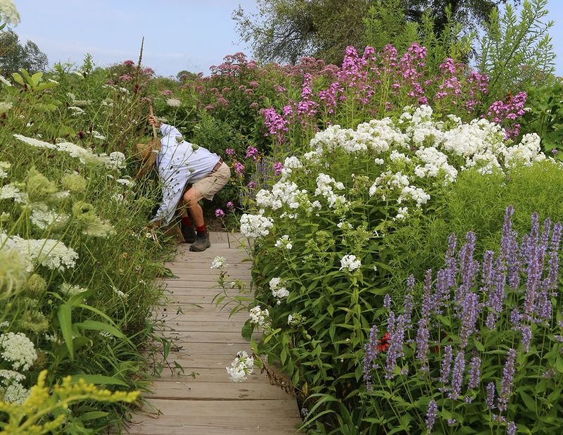 Pollinator-Friendly Border
