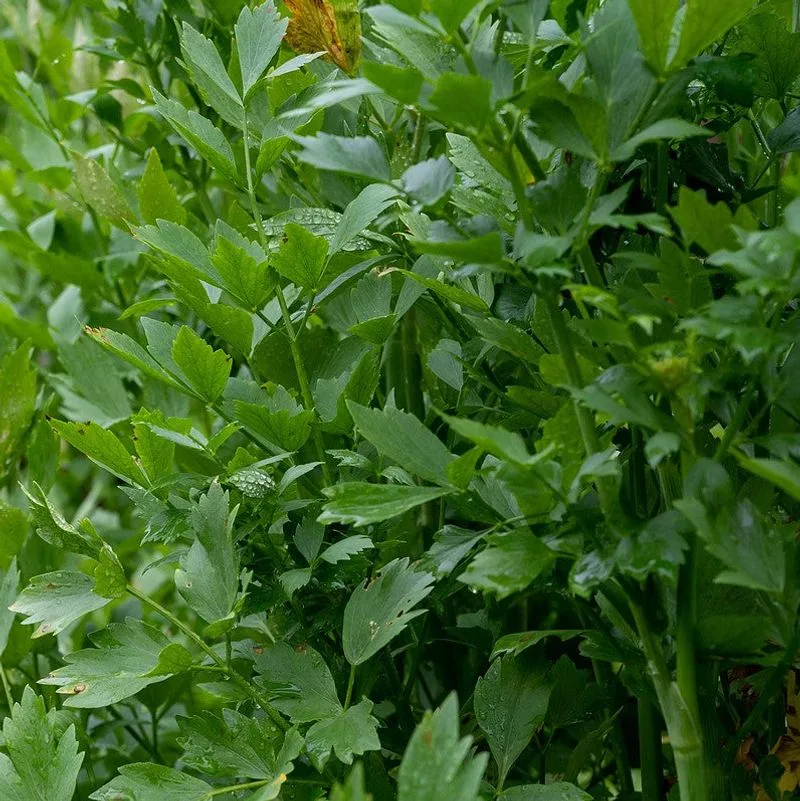 Pollinator Friendly