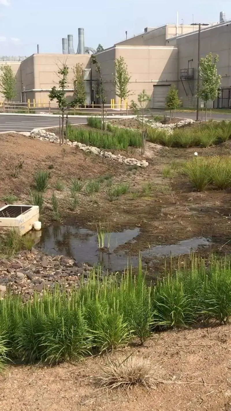 Rain Gardens