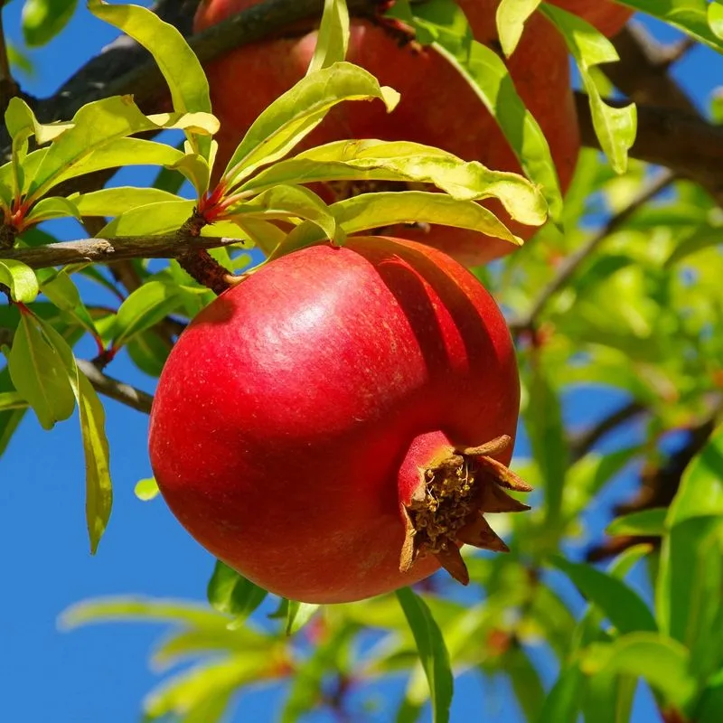 Pomegranate