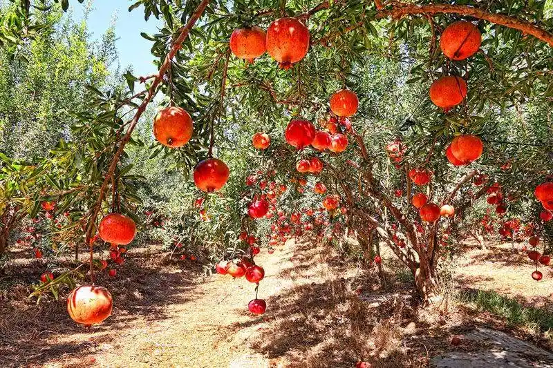 Pomegranate Tree