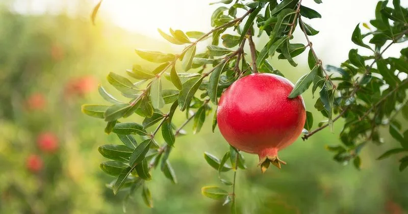 Pomegranate
