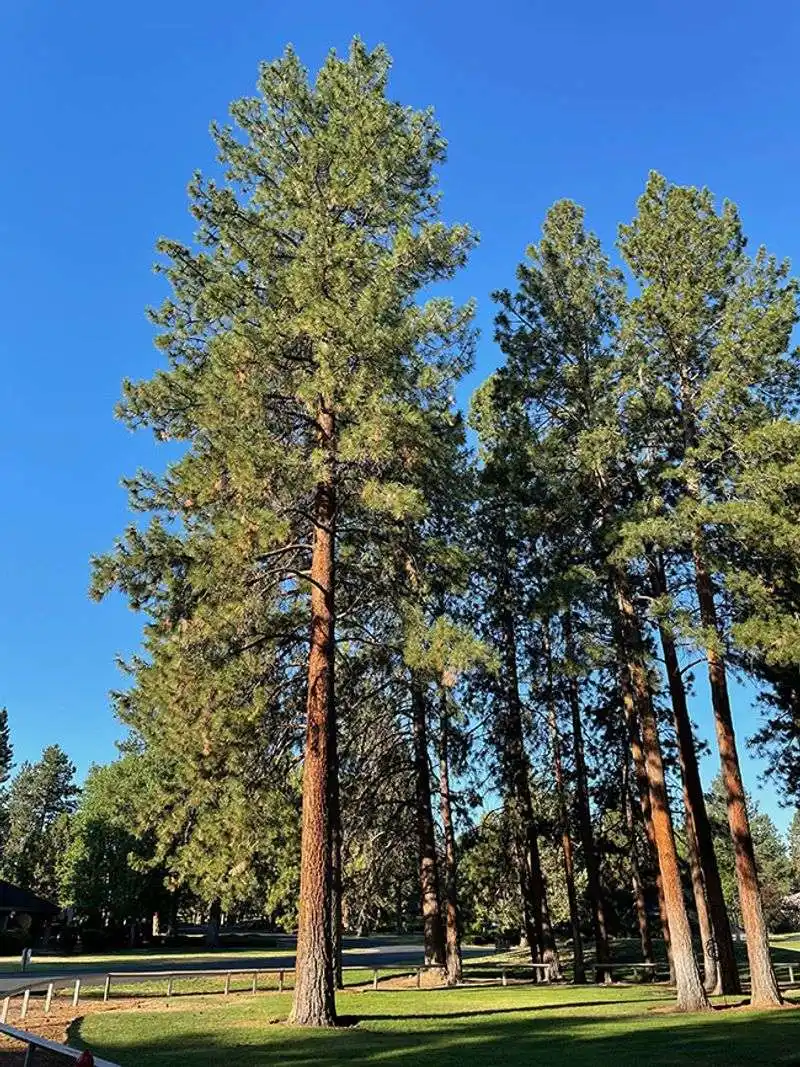 Ponderosa Pine