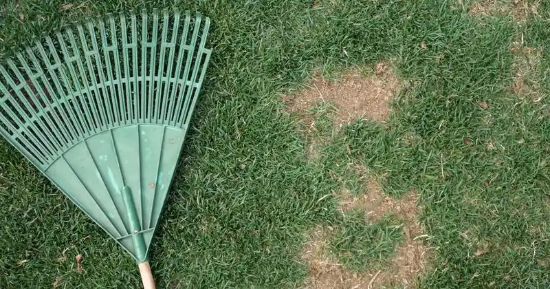 Lawn Bare Patches