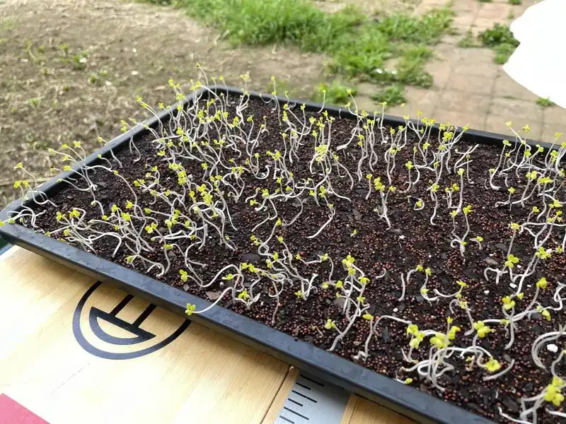 Poor Seed Germination
