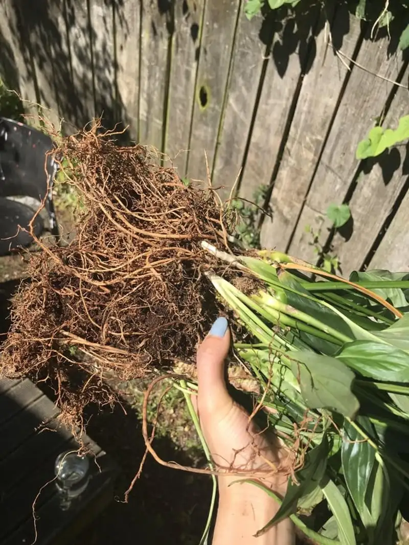 Root Rot