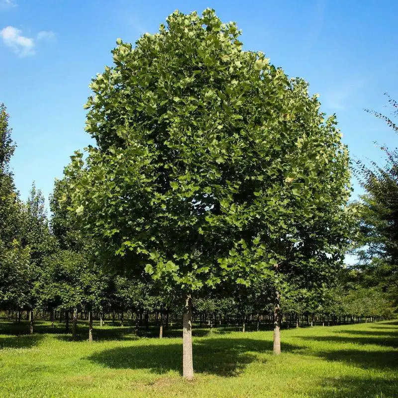 Poplar Trees