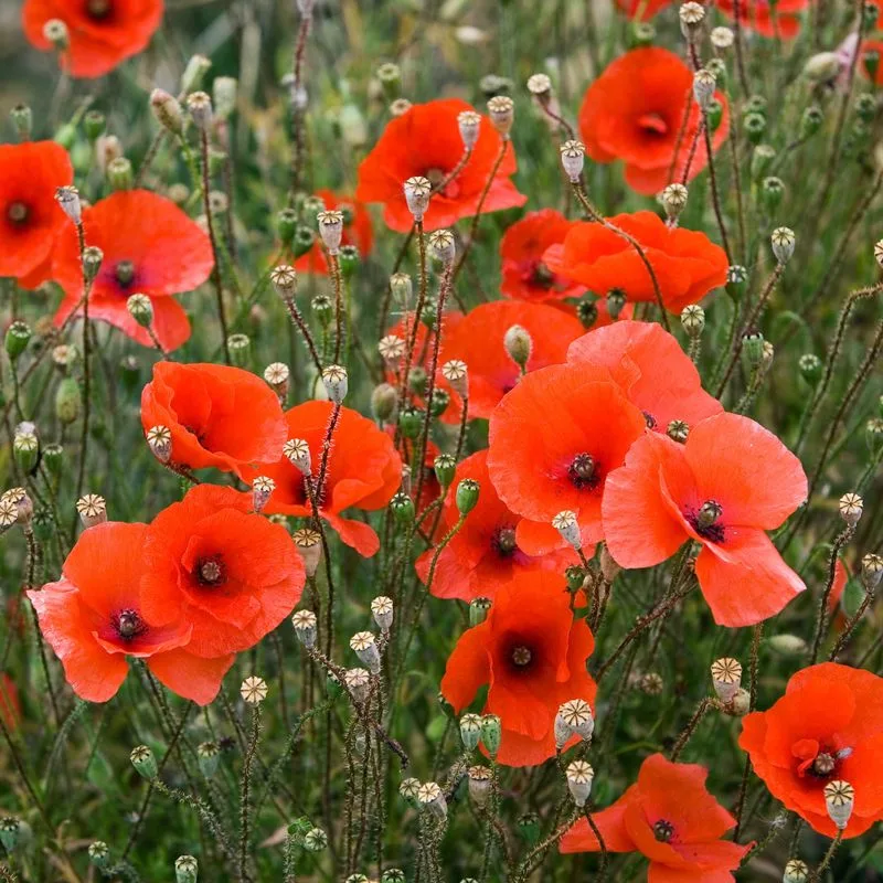 Poppy
