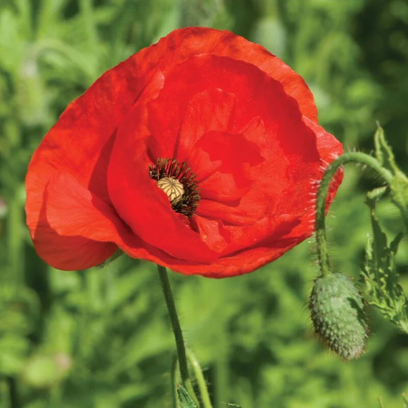 Poppy