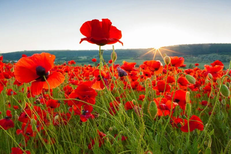 Poppy