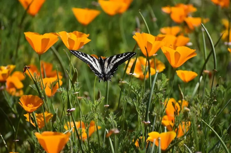 Poppy