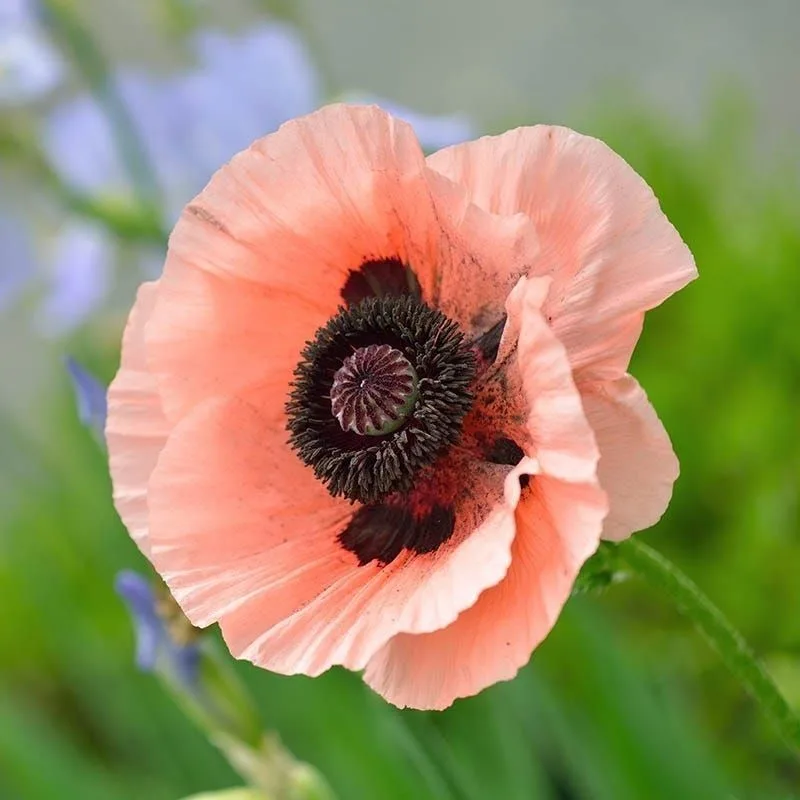 Poppy