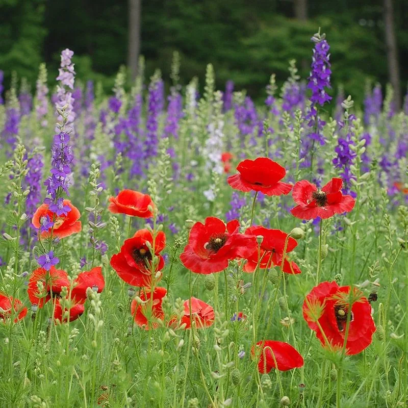 Poppy and Larkspur