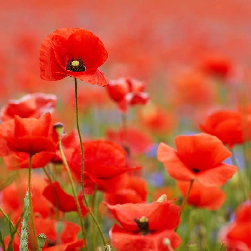 Poppy