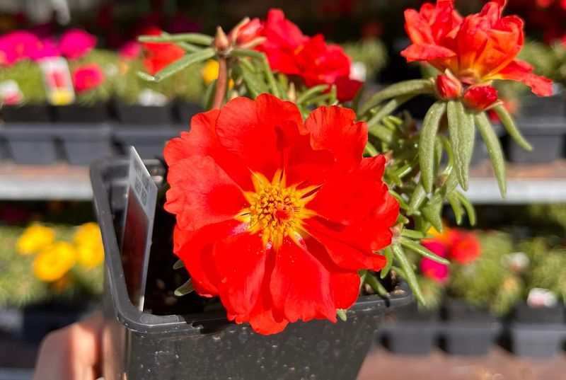 Portulaca