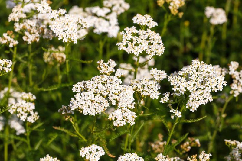 Achillea