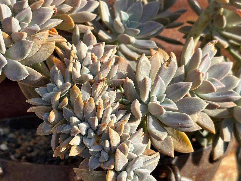 Graptopetalum Paraguayense