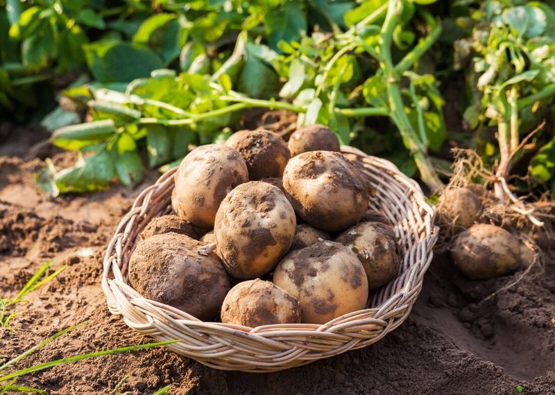 Potatoes