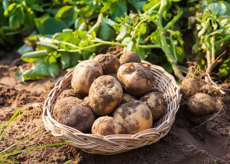 Potatoes
