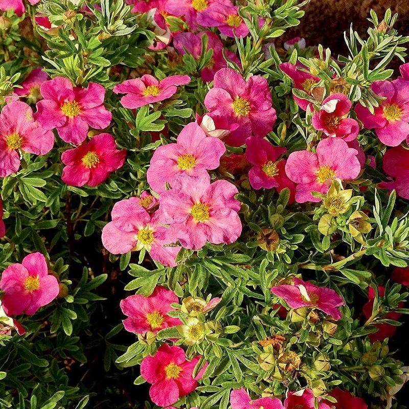 Potentilla