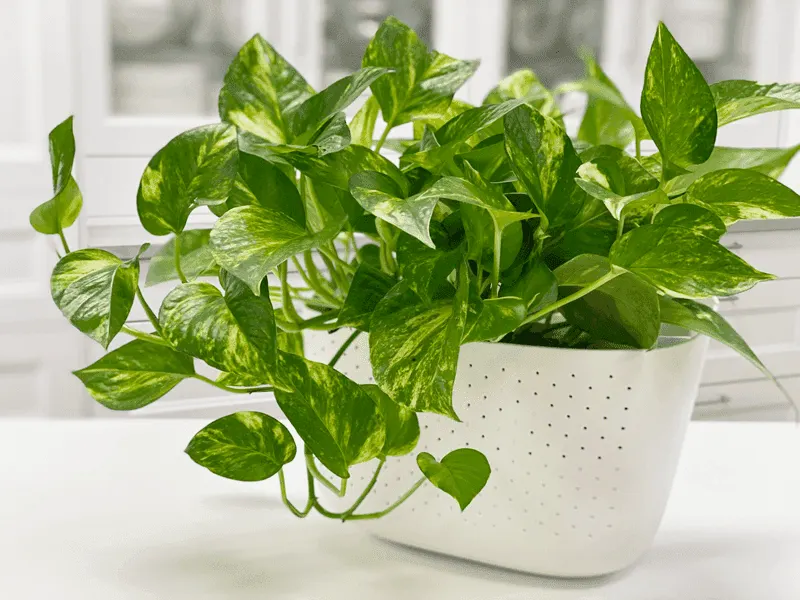 Pothos