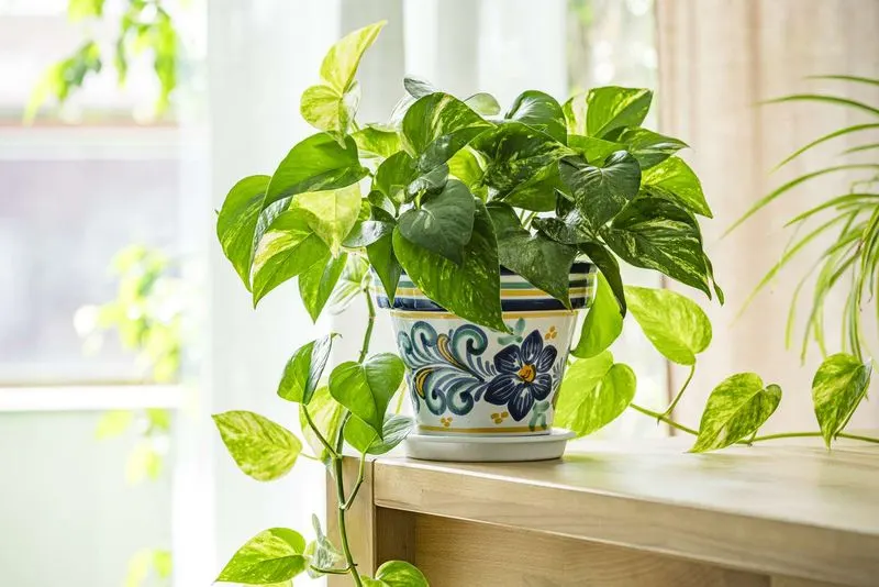 Pothos