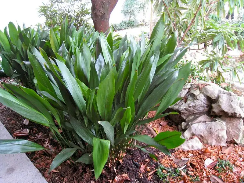 Cast-Iron Plant (Aspidistra elatior)